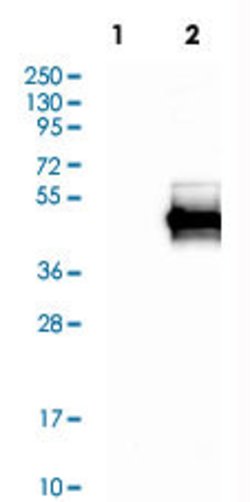 TNNT2, Rabbit anti-Human, Polyclonal Antibody, Abnova 100&mu;L; Unconjugated:Antibodies,