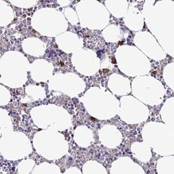 NLRP12, Rabbit anti-Human, Polyclonal Antibody, Abnova 100&mu;L; Unconjugated:Antibodies,
