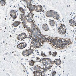 MGC42105, Rabbit anti-Human, Polyclonal Antibody, Abnova 100&mu;L; Unconjugated:Antibodies,