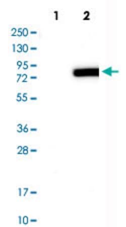 PADI4, Rabbit anti-Human, Polyclonal Antibody, Abnova 100&mu;L; Unconjugated:Antibodies,