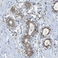 BAG1, Rabbit anti-Human, Polyclonal Antibody, Abnova 100&mu;L; Unconjugated:Antibodies,