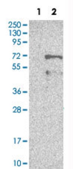BAG4, Rabbit anti-Human, Polyclonal Antibody, Abnova 100&mu;L; Unconjugated:Antibodies,