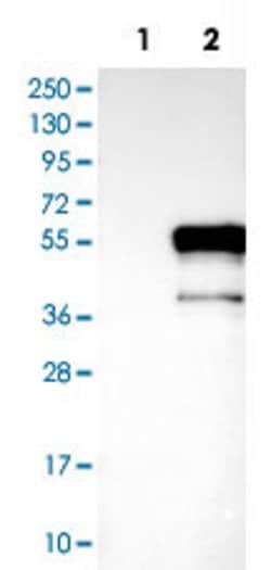 DMRT1, Rabbit anti-Human, Polyclonal Antibody, Abnova 100&mu;L; Unconjugated:Antibodies,