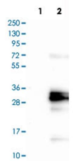 PAEP, Rabbit anti-Human, Polyclonal Antibody, Abnova 100&mu;L; Unconjugated:Antibodies,
