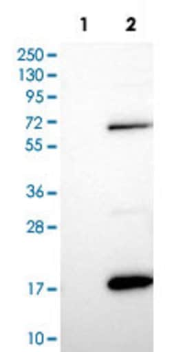 MOBP, Rabbit anti-Human, Polyclonal Antibody, Abnova 100&mu;L; Unconjugated:Antibodies,
