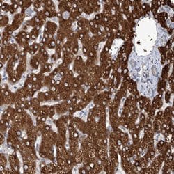 CIB4, Rabbit anti-Human, Polyclonal Antibody, Abnova&trade;
