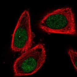 CUL2, Rabbit anti-Human, Polyclonal Antibody, Abnova 100&mu;L; Unconjugated:Antibodies,