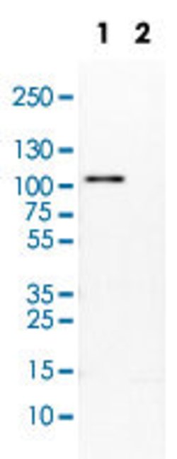 PCDH18, Rabbit anti-Human, Polyclonal Antibody, Abnova 100&mu;L; Unconjugated:Antibodies,