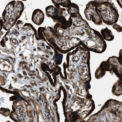 PCDH18, Rabbit anti-Human, Polyclonal Antibody, Abnova 100&mu;L; Unconjugated:Antibodies,