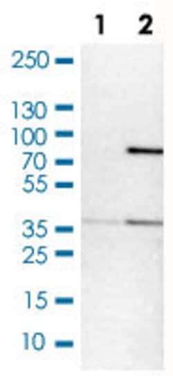 MRPL39, Rabbit anti-Human, Polyclonal Antibody, Abnova 100&mu;L; Unconjugated:Antibodies,