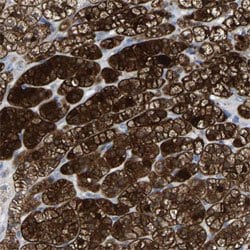 GDF3, Rabbit anti-Human, Polyclonal Antibody, Abnova 100&mu;L; Unconjugated:Antibodies,