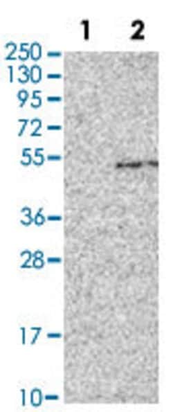 GDF3, Rabbit anti-Human, Polyclonal Antibody, Abnova 100&mu;L; Unconjugated:Antibodies,