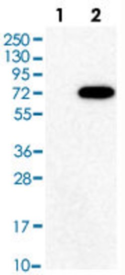 GRK6, Rabbit anti-Human, Polyclonal Antibody, Abnova 100&mu;L; Unconjugated:Antibodies,