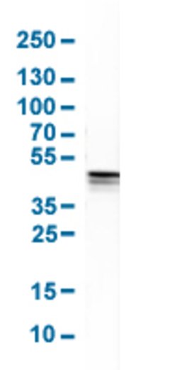 JUNB, Rabbit anti-Human, Polyclonal Antibody, Abnova 100 &mu;L | Buy Online | Abnova | Fisher Scientific