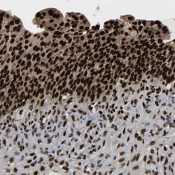 JUNB, Rabbit anti-Human, Polyclonal Antibody, Abnova 100 &mu;L | Buy Online | Abnova | Fisher Scientific