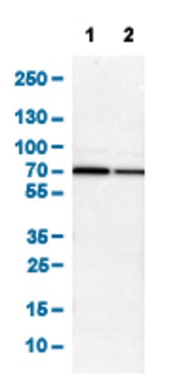SMAD4, Rabbit anti-Human, Polyclonal Antibody, Abnova 100&mu;L; Unconjugated:Antibodies,