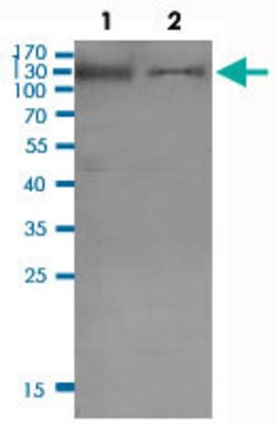 INPP5D, Rabbit anti-Human, Polyclonal Antibody, Abnova 100&mu;L; Unconjugated:Antibodies,