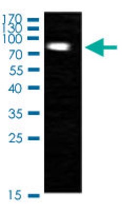 ATRIP, Rabbit anti-Human, Polyclonal Antibody, Abnova&trade;