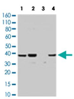 MAPK14, Rabbit anti-Human, Polyclonal Antibody, Abnova 100&mu;L; Unconjugated:Antibodies,