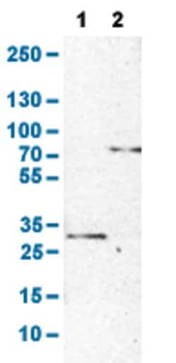 LCP1, Rabbit anti-Human, Polyclonal Antibody, Abnova 100 &mu;L | Buy Online | Abnova | Fisher Scientific