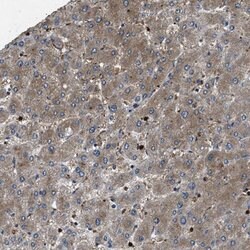 PPID, Rabbit anti-Human, Polyclonal Antibody, Abnova 100&mu;L; Unconjugated:Antibodies,