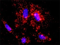 TGFA ADAM17 Protein Protein Interaction Antibody Pair, Abnova 1 Set; Unconjugated:Antibodies