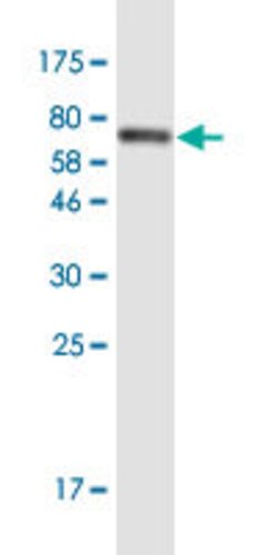 CDH11, Mouse anti-Human, Clone: 2A2, Abnova 100&mu;g; Unconjugated:Antibodies,