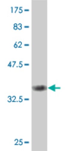 SMAD6, Mouse anti-Human, Clone: 4F8, Abnova 100&mu;g; Unconjugated:Antibodies,