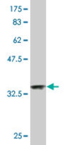 NDUFA2, Mouse anti-Human, Clone: 6E7, Abnova 100&mu;g; Unconjugated:Antibodies,