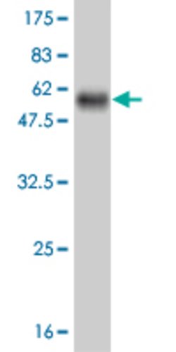 NFE2L2, Mouse anti-Human, Clone: 2D5, Abnova 100&mu;g; Unconjugated:Antibodies,