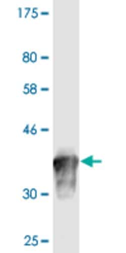 NPAS2, Mouse anti-Human, Clone: 3B1, Abnova 100&mu;g; Unconjugated:Antibodies,
