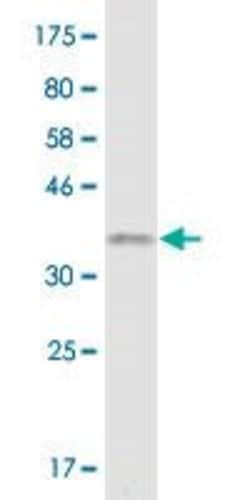 RGL2, Mouse anti-Human, Clone: 4F1, Abnova 100&mu;g; Unconjugated:Antibodies,