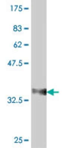 RPL34, Mouse anti-Human, Polyclonal Antibody, Abnova 50&mu;L; Unconjugated:Antibodies,
