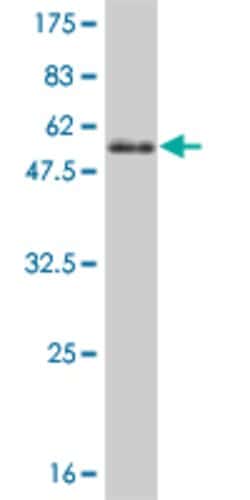 SP3, Mouse anti-Human, Clone: 4B4, Abnova 100&mu;g; Unconjugated:Antibodies,