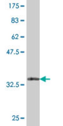 CDS2, Mouse anti-Human, Polyclonal Antibody, Abnova 50&mu;L; Unconjugated:Antibodies,