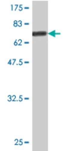 CD96, Mouse anti-Human, Clone: 1C8, Abnova 100&mu;g; Unconjugated:Antibodies,