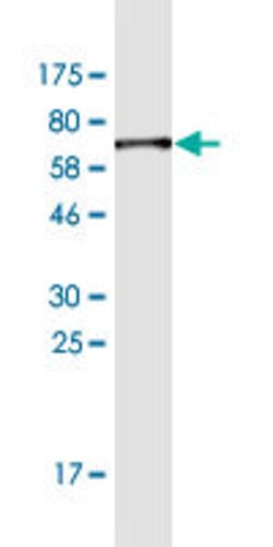 HAVCR1, Mouse anti-Human, Clone: 1G1, Abnova 100&mu;g; Unconjugated:Antibodies,