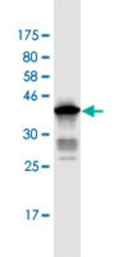 ANAPC2, Mouse anti-Human, Clone: 7F2, Abnova 100&mu;g; Unconjugated:Anticorps,