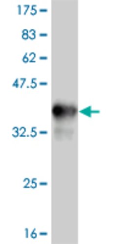 TLR9, Mouse anti-Human, Clone: 2C3, Abnova 100&mu;g; Unconjugated:Antibodies,