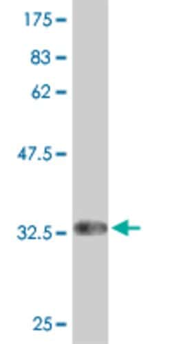 PAQR5, Mouse anti-Human, Clone: 1F4, Abnova 100&mu;g; Unconjugated:Antibodies,