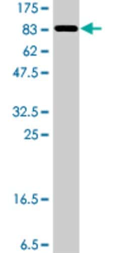 CEP55, Mouse anti-Human, Polyclonal Antibody, Abnova 50 &mu;L | Buy Online | Abnova | Fisher Scientific