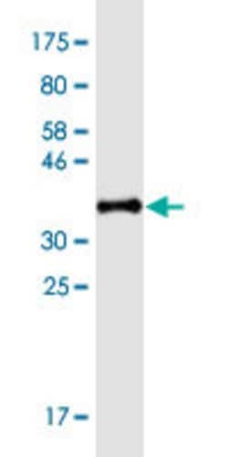 PIK3R6, Mouse anti-Human, Clone: 1G16, Abnova 100&mu;g; Unconjugated:Antibodies,