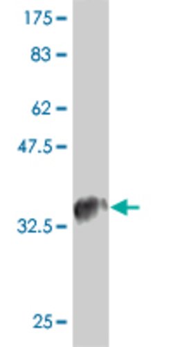 CCL4L2, Mouse anti-Human, Clone: 4G8, Abnova 100&mu;g; Unconjugated:Antibodies,