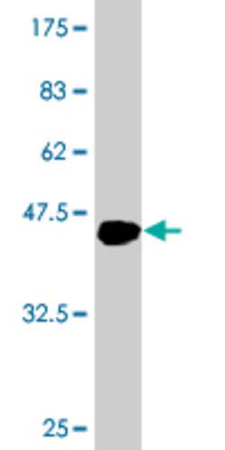 APOA5, Mouse anti-Human, Flag, Clone: 2C12, Abnova 100&mu;g; Flag:Antibodies,