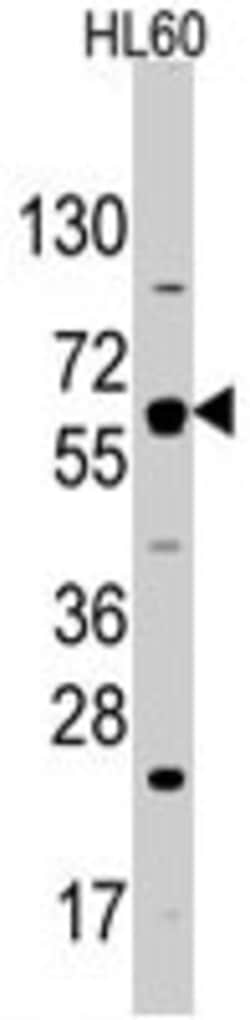 Solute Carrier Family 2 (Facilitated Glucose Transporter), Member 2 Rabbit