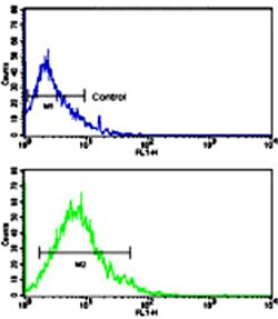 Solute Carrier Family 2 (Facilitated Glucose Transporter), Member 2 Rabbit