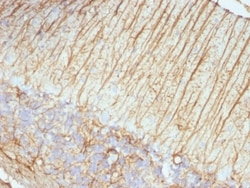 GFAP Mouse, Clone: ASTRO/789, enQuireBio 100 &mu;g:Antibodies, Monoclonal