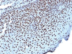 Histone H1 Mouse, Clone: AE-4, enQuireBio 100 &mu;g:Antibodies, Monoclonal