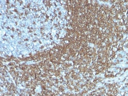 CD50 / ICAM-3 Mouse, Clone: 186-2G9, enQuireBio 100 &mu;g:Antibodies, Monoclonal
