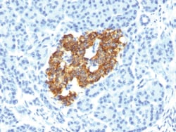 Insulin / IRDN Mouse, Clone: IRDN/794, enQuireBio 100 &mu;g:Antibodies,